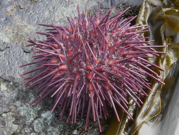 Purple Sea Urchin