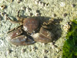 Flattop Crab, Petrolisthes eriomerus