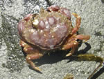 Black-clawed Crab, Lophopanopeus bellus