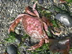 Dungeness Crab, Cancer magister 
