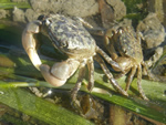Yellow Shore Crab, Hemigrapsus oregonensis
