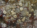 Dwarf Calcareous Tubeworm, Spirorbis sp
