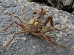 Graceful Decorator Crab, Oregonia gracilis
