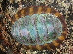 Lined Chiton, Tonicella lineate