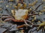 Cryptic Kelp Crab,  Pugettia richii