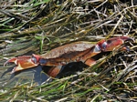 Red Rock Crab, Cancer productus