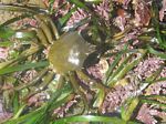 Shield-backed Kelp Crab, Pugettia producta