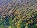 Eel Grass, Zostera marina
