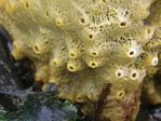 Yellow-green Encrusting sponge, Halichondria panacea 