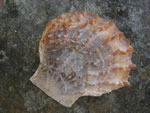 Spiny Pink Scallop, Chlamys hastata