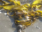 Bull Kelp, Nereocystis leutkeana
