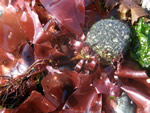 Iridescent Seaweed, Mazzaella splendens