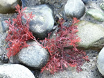 Coralline Algae, Corallina sp.