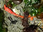 Red Ribbon Worm, Tubulanus polymorphus