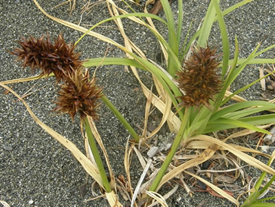 Large-headed Sedge