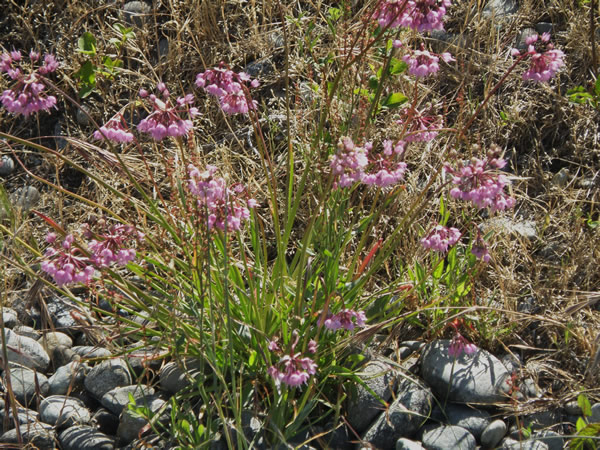 Nodding Onion