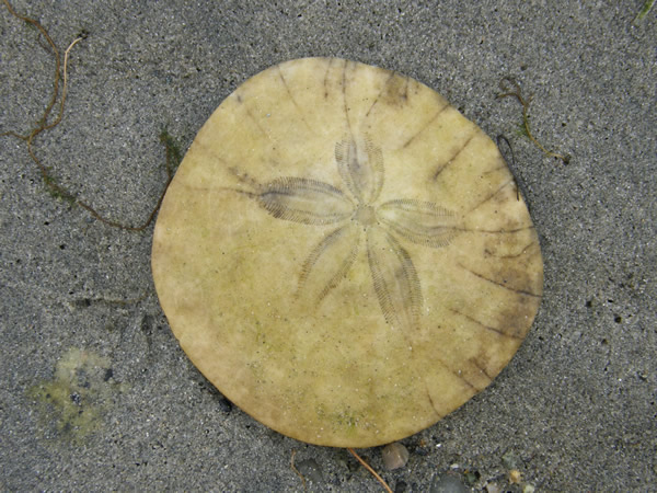 Eccentric Sand Dollar