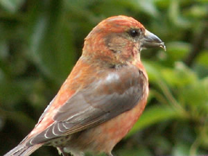 Red  Crossbill