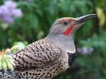 Northern Flicker 