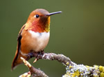 Rufous Hummingbird