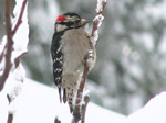 Downy Woodpecker