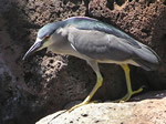 Night Heron