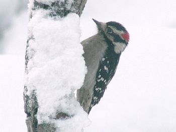 The Downy Woodpecker 