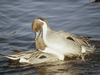 The Pintails 