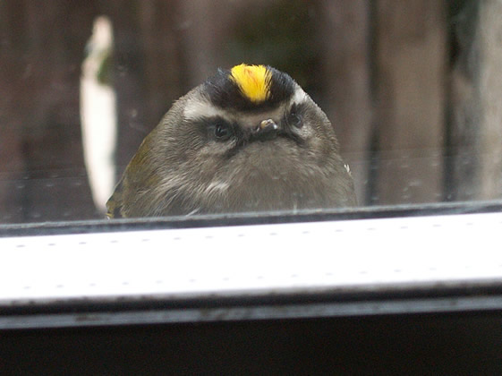 The Kinglet