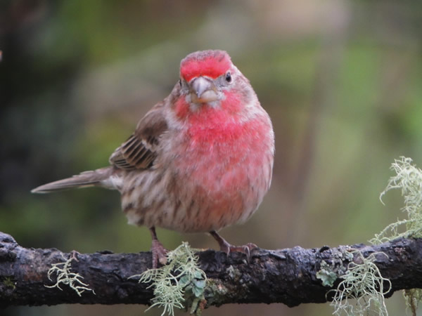 Male House Finch