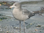 Heermann's Gull (juvenile)