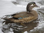 Wood Duck (female) 