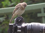 Bird Photographer