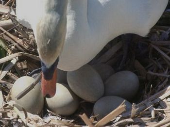 Mute Swan with eggs