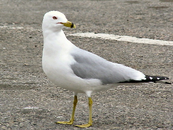 California Seagull 