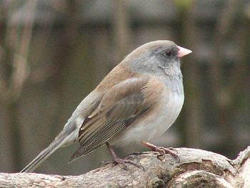 Pink-sided Junco