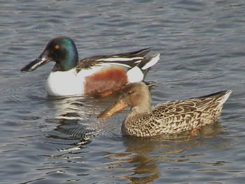 male and females Northern Shovelers