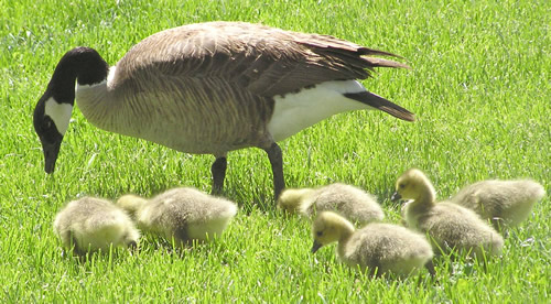 Canada Goose and young
