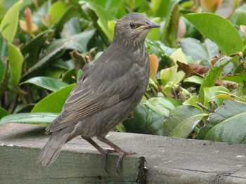 Young Brown-headed Cowbird 