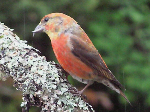 Male Red Crossbill 