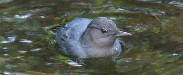 American Dipper