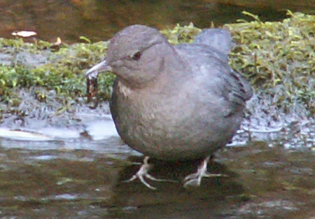 American Dipper