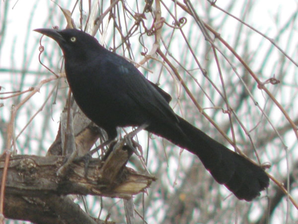 Great-tailed Grackle