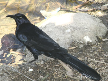 Great-tailed Grackle 