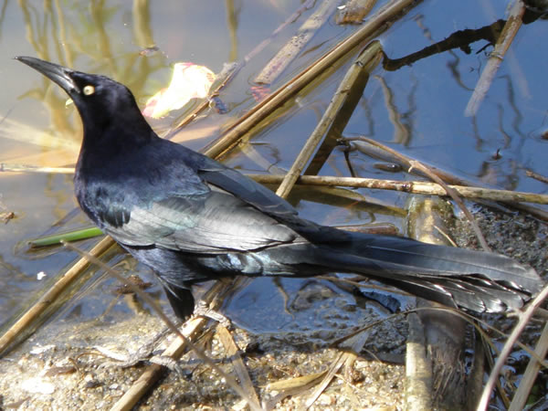 Great-tailed Grackle