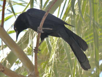 Great-tailed Grackle