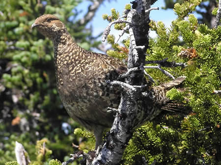 Female Blue Grouse