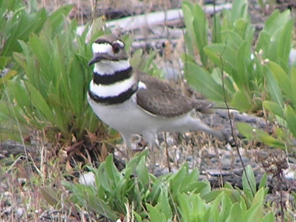 Killdeer 