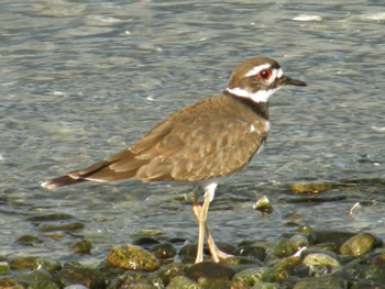 Killdeer