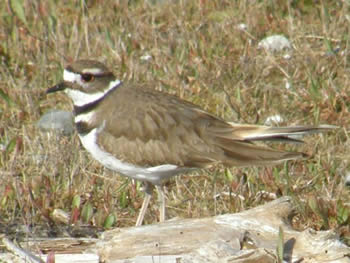 Killdeer